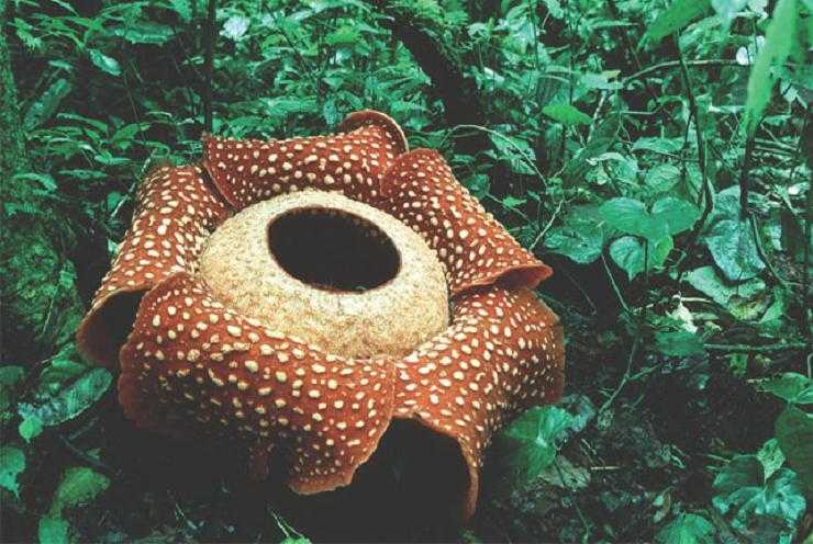 rafflesia_arnoldii.html 38_01MonsterFlower.jpg